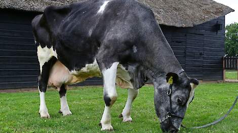 Langere levensduur? Minder een trucje, meer een houding van de melkveehouder