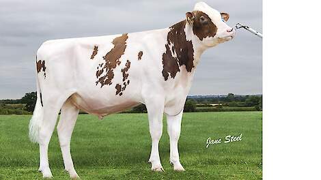 Rammstein verstevigd koppositie roodbont NVI