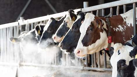 Houd je voersaldo op peil bij een dalende melkprijs