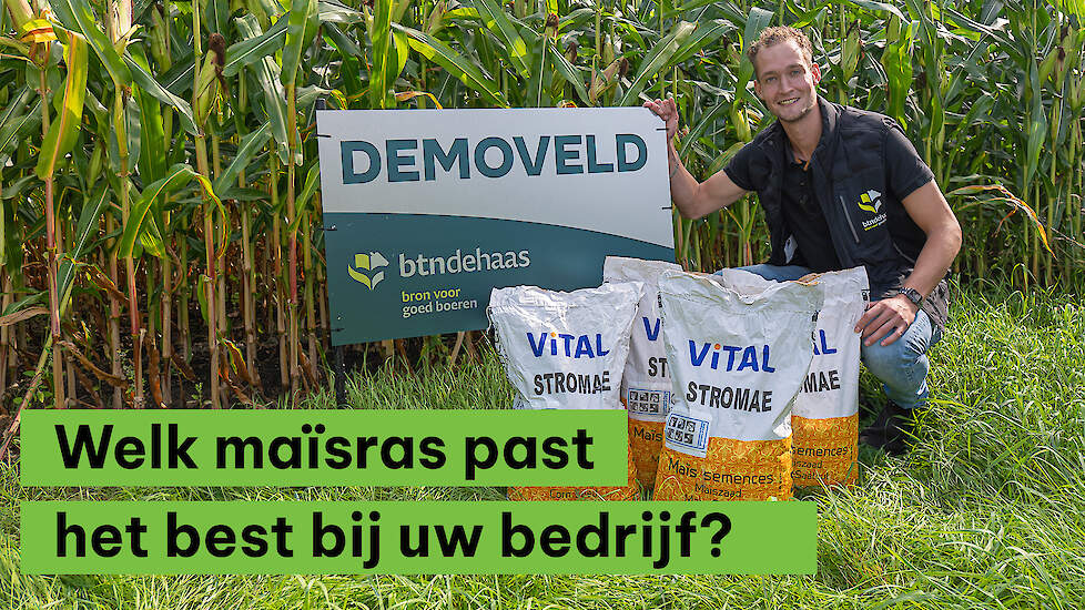 Welk maïsras past het beste in uw situatie? - BoerENverstand