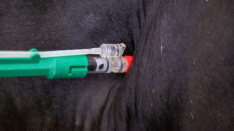 Te hoge medicijnresten in koe: boete voor melkveehouder uit Ede blijft staan