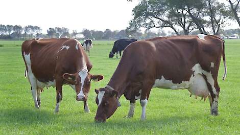 98 procent van de Cono-melkveehouders weidt de koeien