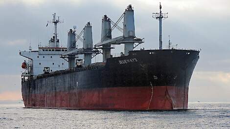 Vrachtschepen vol koeien dekmantel voor drugssmokkel