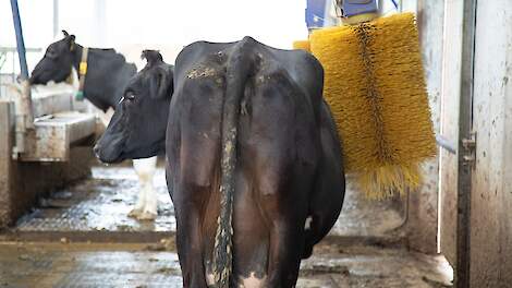 Zwaaiende koeborstel populair: koeien poetsen meer met bewegende borstel