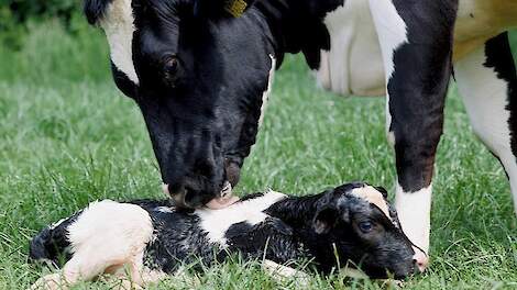 Hoe dit kleine mineraal zorgt voor vruchtbaarheidsdoorbraken bij melkkoeien