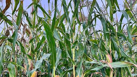 “De regelgeving dwingt tot keuzes. Sorghum-Mais Mix biedt juist kansen.”
