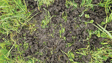 Meer kevers, minder problemen: de winst van goede verse mest