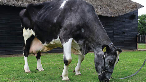 Langere levensduur koe begint bij blik van melkveehouder