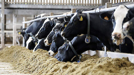 Vernieuwde UltraSorb R 3.0 pakt mycotoxinen én endotoxinen aan