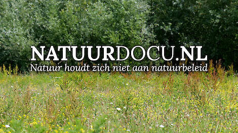 Wat klopt er nog van de natuurcrisis? - NATUURDOCU.NL