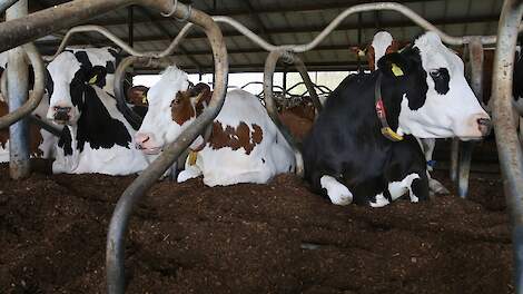 Jaaroverzicht maart: Melkveehouder verliest derogatie 2025 door paardenmest als strooisel