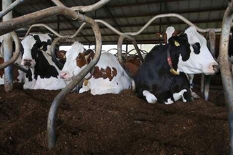 Koeien liggen in een box gevuld met paardenmest