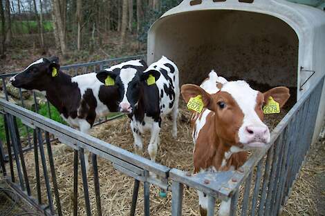 Kalveren staan gezamenlijk buiten in een box.