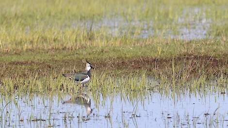 Passende maatregelen voor faunavriendelijk maaien