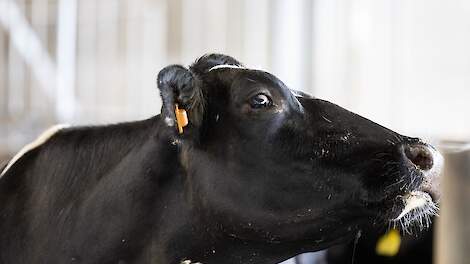 Geldboete voor tekortschietende zorg aan koeien op ‘zwerfstroomboerderij’