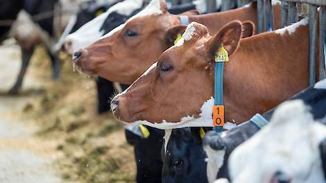Flynth: grote verschillen in marges tussen melkveebedrijven