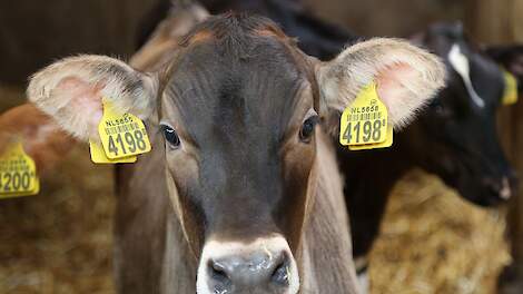 Jaaroverzicht april: fokkers luiden noodklok over Brown Swiss die steeds smaller worden