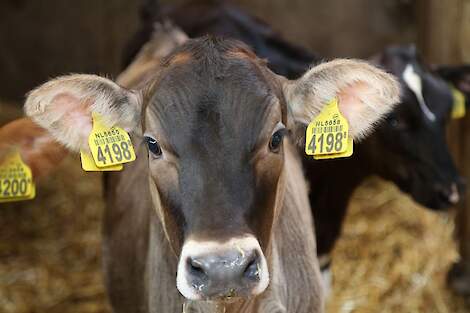 Een kop van een Brown-Swisskalf.