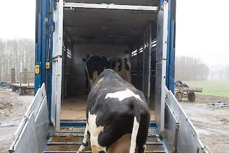 Een koe wordt ingeladen voor transport.