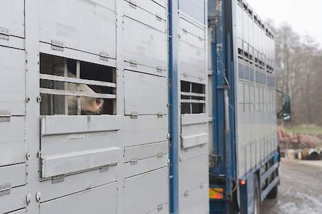 Een koe staat in een veewagen klaar voor transport.