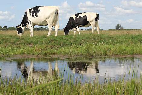 Koeien grazen in de buurt van een watergang.