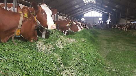 Gras en hooi van hoge kwaliteit