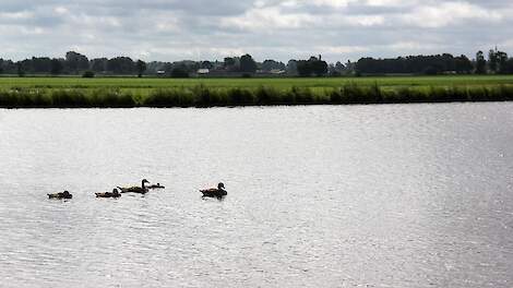 ‘Slechts’ 23 procent stikstof in het oppervlaktewater afkomstig van de landbouw