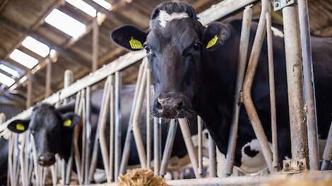 Jaaroverzicht november: Deense koeien onderuit door Bovaer en slachterij Gosschalk terecht gesloten