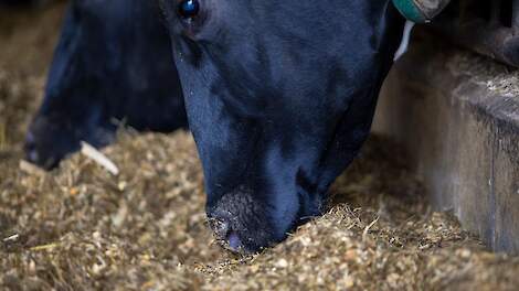 Bovaer-problemen niet gecorreleerd aan ras of productieniveau