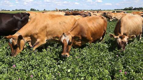 Rabobank voorspelt forse krimp melkveehouderij
