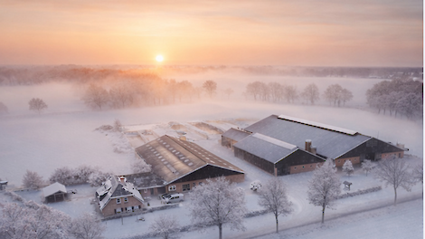 Winterkou in de stal: waarom een droog ligbed nu goud waard is