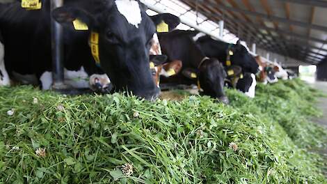 Ruw eiwitgehalte in vers gras moeilijk te voorspellen: meten blijft noodzakelijk