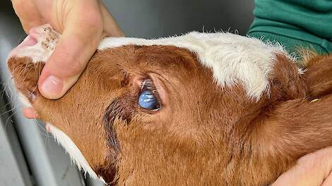 Blauwtong type 8 vastgesteld in Duits grensdorp