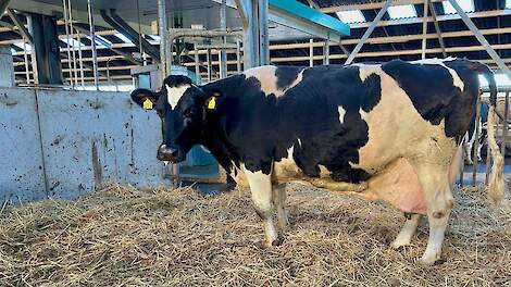 Johanna 61 geeft 15.000 kilo vet en eiwit in 13 lactaties