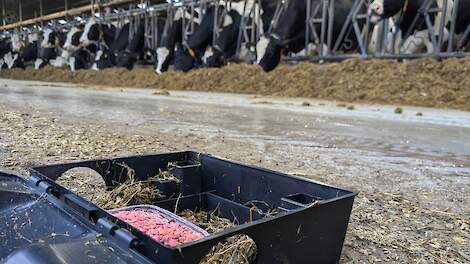 Geen extra maatregelen voor melkveehouder na klachten over vliegen en ratten