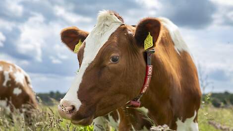 Jan Willem van den Berg (ING-bank): ‘Het wordt geen makkelijk jaar voor de melkveehouderij’