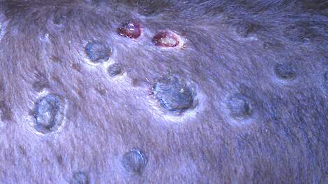 117 bedrijven in Frankrijk geruimd na Lumpy Skin Disease