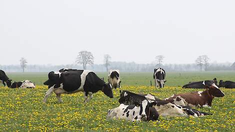 ABN AMRO verwacht in de loop van 2026 herstel op de zuivelmarkt