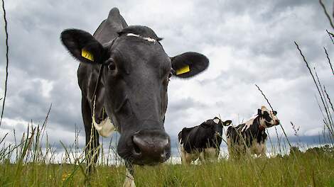 Melkveehouder botst met gemeente over woningbouw: ‘Gemeente praat niet met ons’