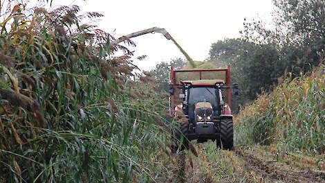 Verplicht rustgewas dwingt tot een scherpe teeltkeuze