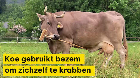 Koe Veronika gebruikt bezem als krabber: uniek voorbeeld van gebruik van gereedschap bij runderen