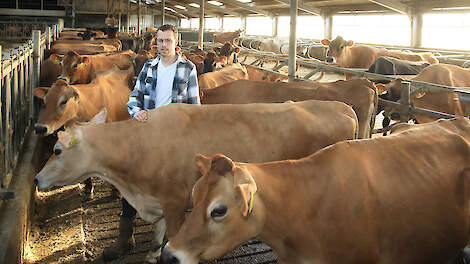 ‘Met Jerseys meer melkgeld binnen zelfde fosfaatruimte’