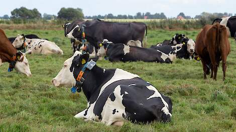 Meer weidegang: kleine effecten op melk en gezondheid