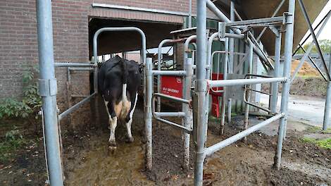 Robotmelken en weidegang: motivatie weegt zwaarder dan euro’s