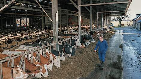 Melkveehouder Van der Linden zit in natuurgebied: ‘Laat melkveehouders Natura 2000 beheren’