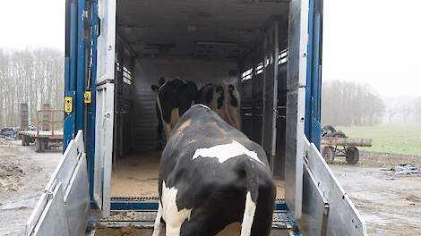 ‘Voer koeien af met minder dan 20 kilo melk’