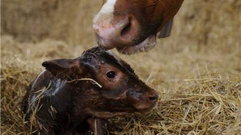 Nieuw visie op transitie. Dit verandert je kijk op ketose