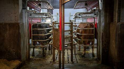 RAP: recordjaar voor melkproductie, maar lactatiestart vraagt aandacht