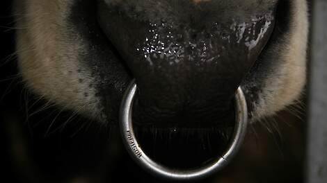 Vier koeien met een neusring leveren melkveehouder korting GLB op