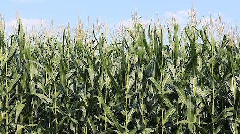 Stijging voederwaarde mais biedt veehouder kansen